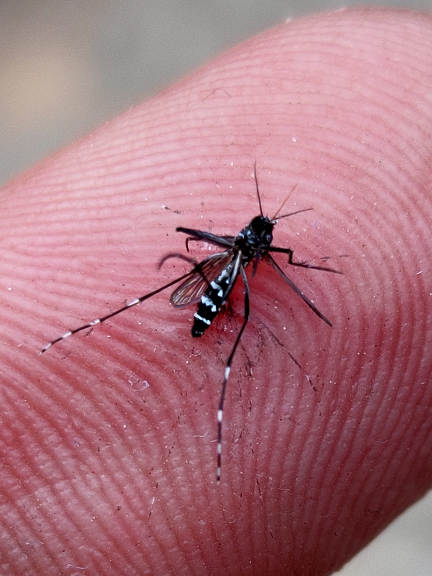 Dengue and malaria awareness update